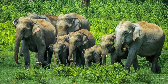 Daringbadi Tour Odisha